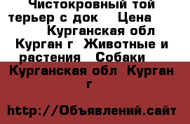 Чистокровный той-терьер с док. › Цена ­ 12 000 - Курганская обл., Курган г. Животные и растения » Собаки   . Курганская обл.,Курган г.